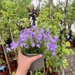 Zvonček (Campanula) ‘CLOCKWISE DEEP BLUE’ - výška 10-15 cm, kont.C1,5L